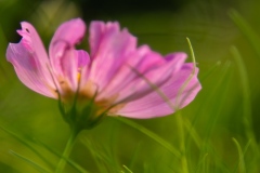 Purple Flower